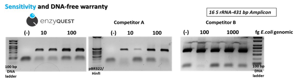 Summary of the Best-Performing Characteristics of Our Taq DNA polymerase